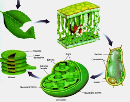 biologia2024.milaulas.com